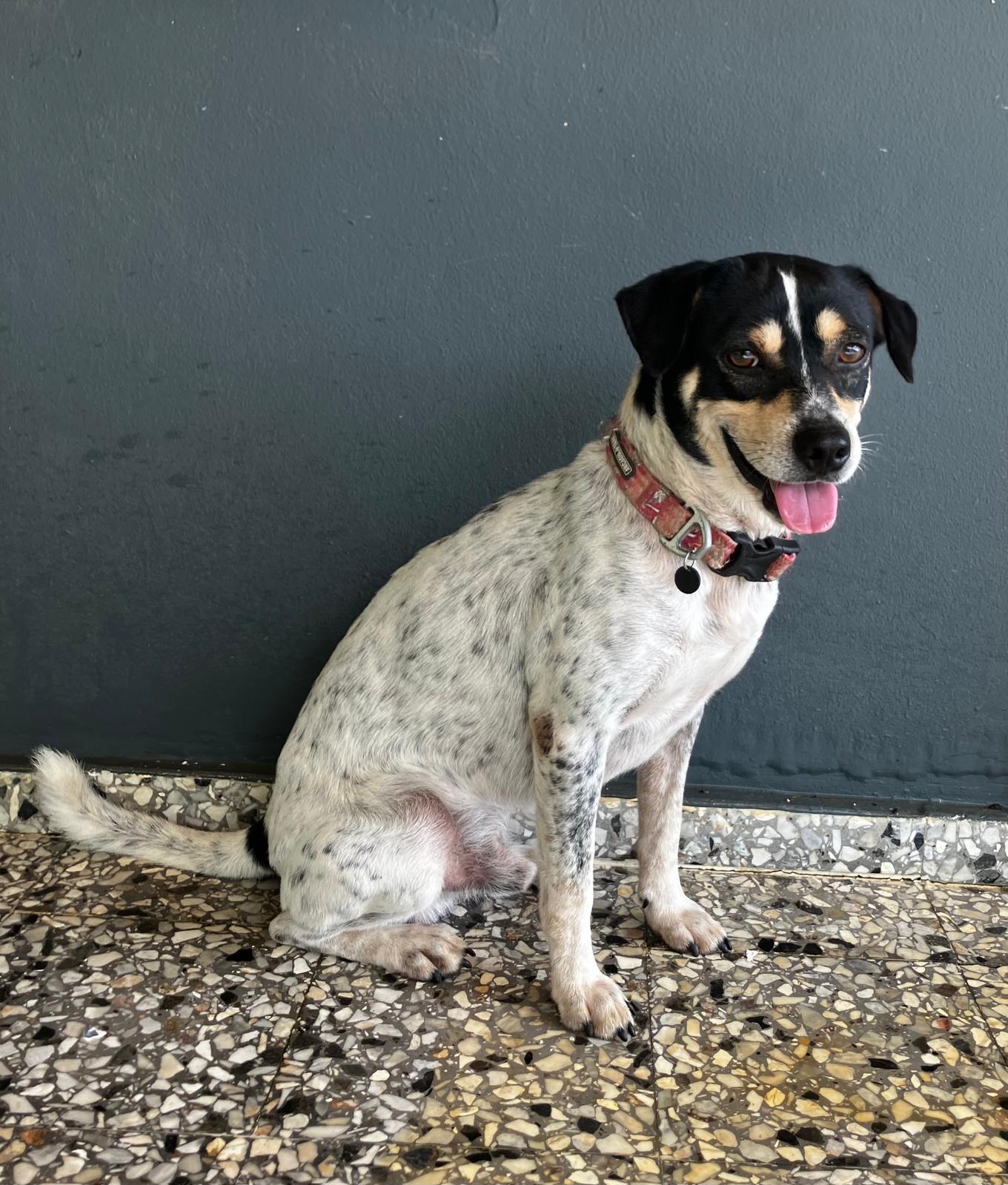 Enlarge Bandit, a Adoptable mixed breed in Morristown, NJ image 1/5