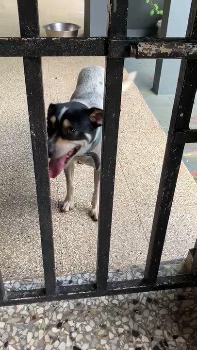Enlarge Bandit, a Adoptable mixed breed in Morristown, NJ video 4/5