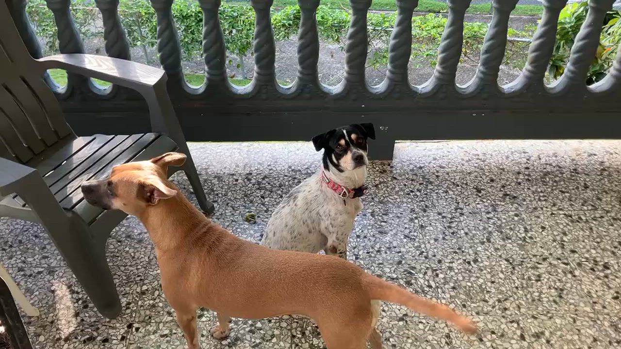Enlarge Bandit, a Adoptable mixed breed in Morristown, NJ video 5/5
