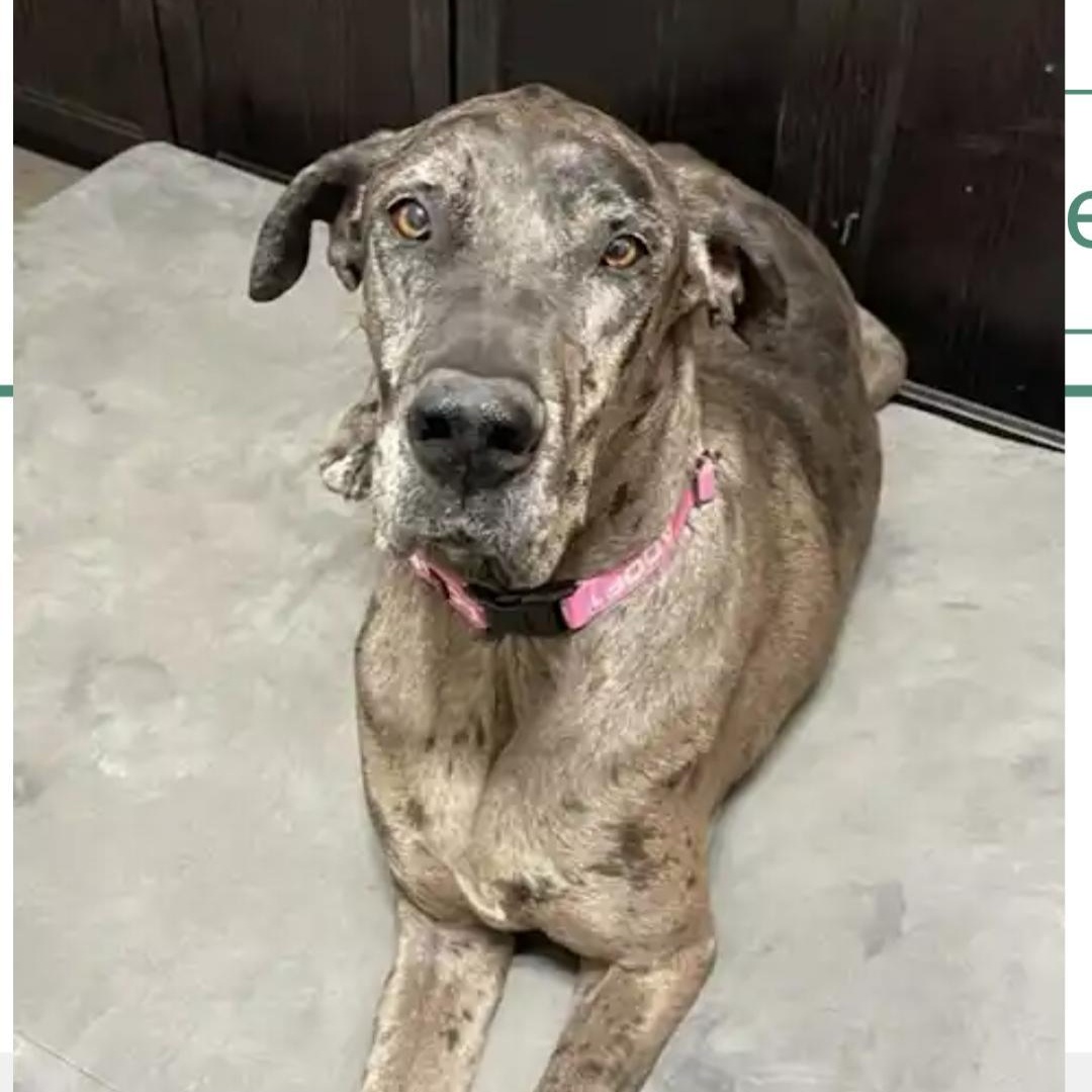 Eden, Adoptable, Senior Female Great Dane.