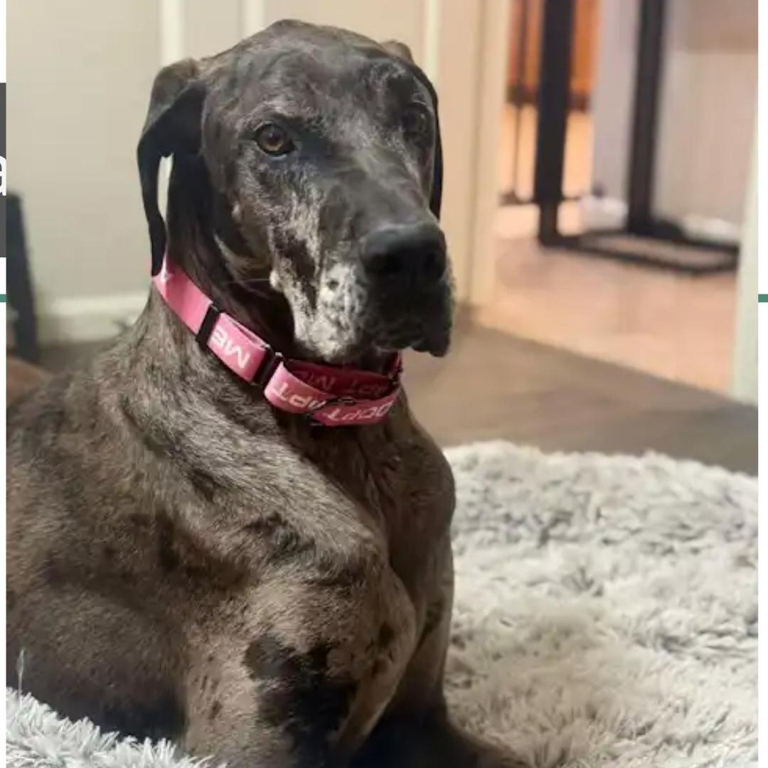 Eden, a Adoptable Great Dane in Mesa, AZ image 2/2