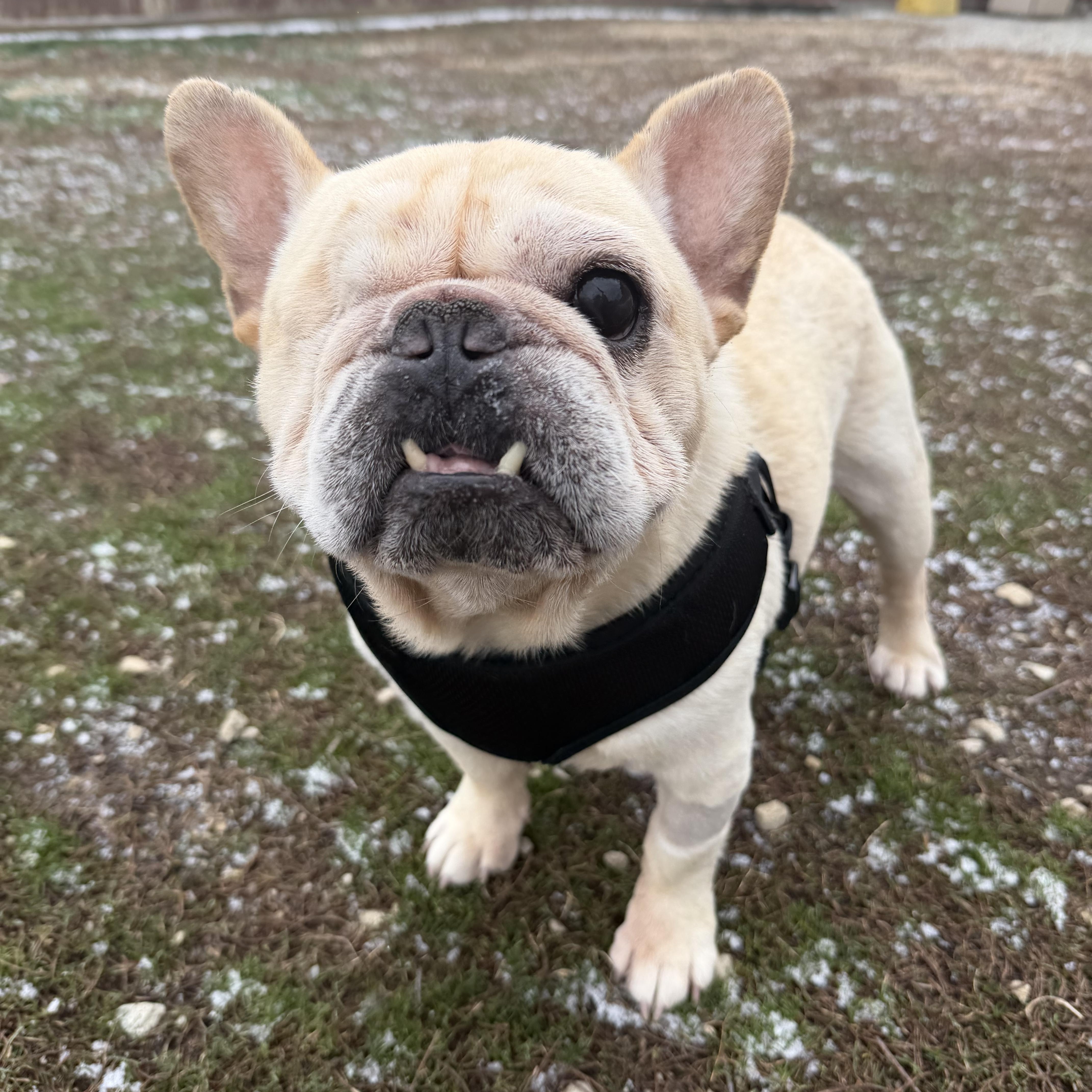 Cinnamon, adopted, Adult Male French Bulldog.