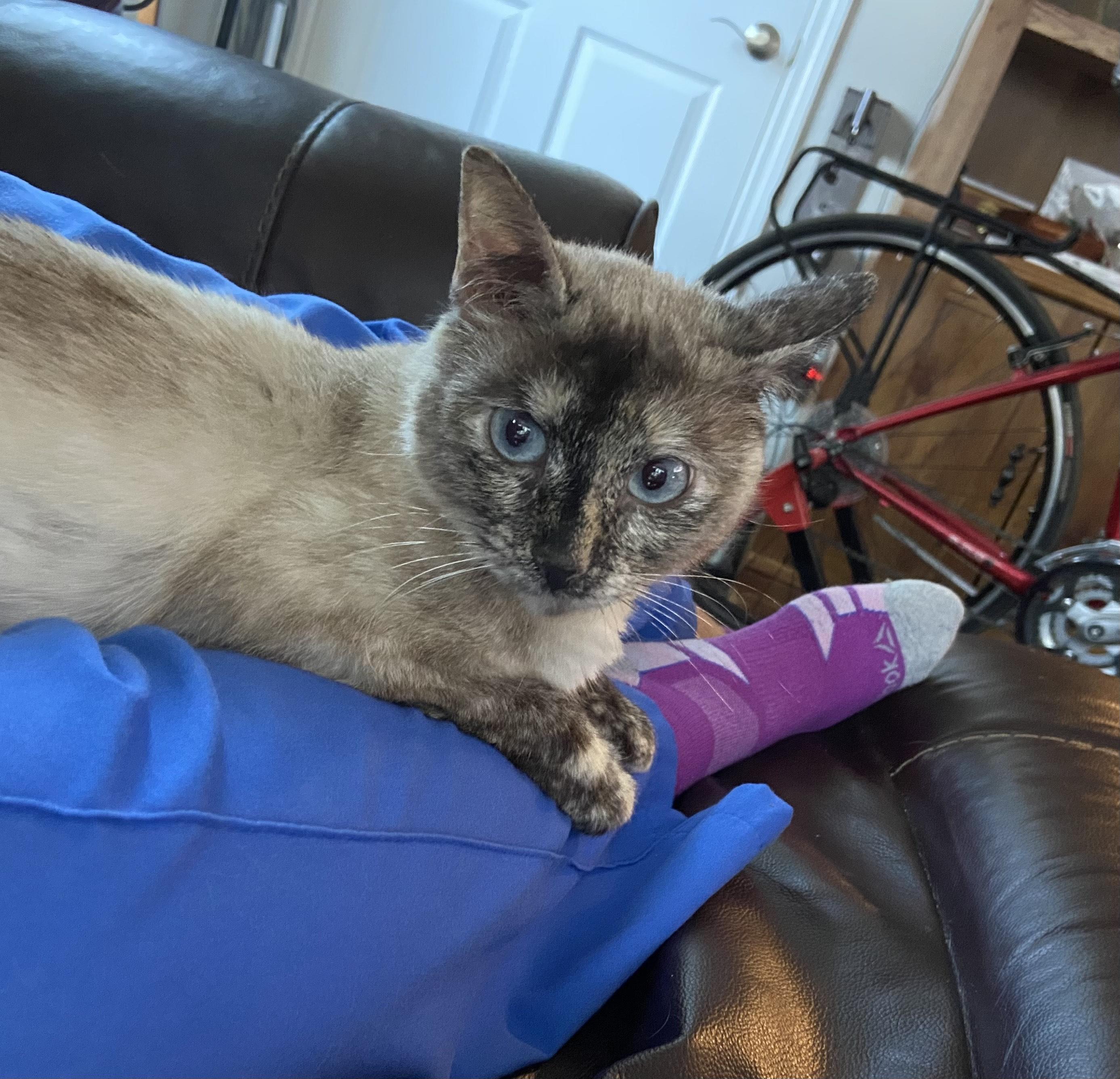 Enlarge Sammy, a Adopted mixed breed in New Castle, DE image 2/5