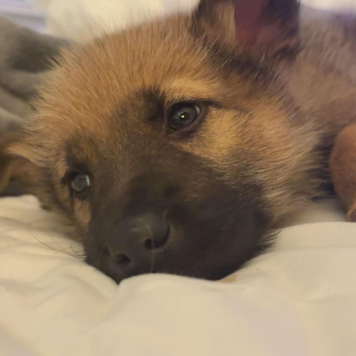 Branch, adopted, Puppy Male Irish Wolfhound.