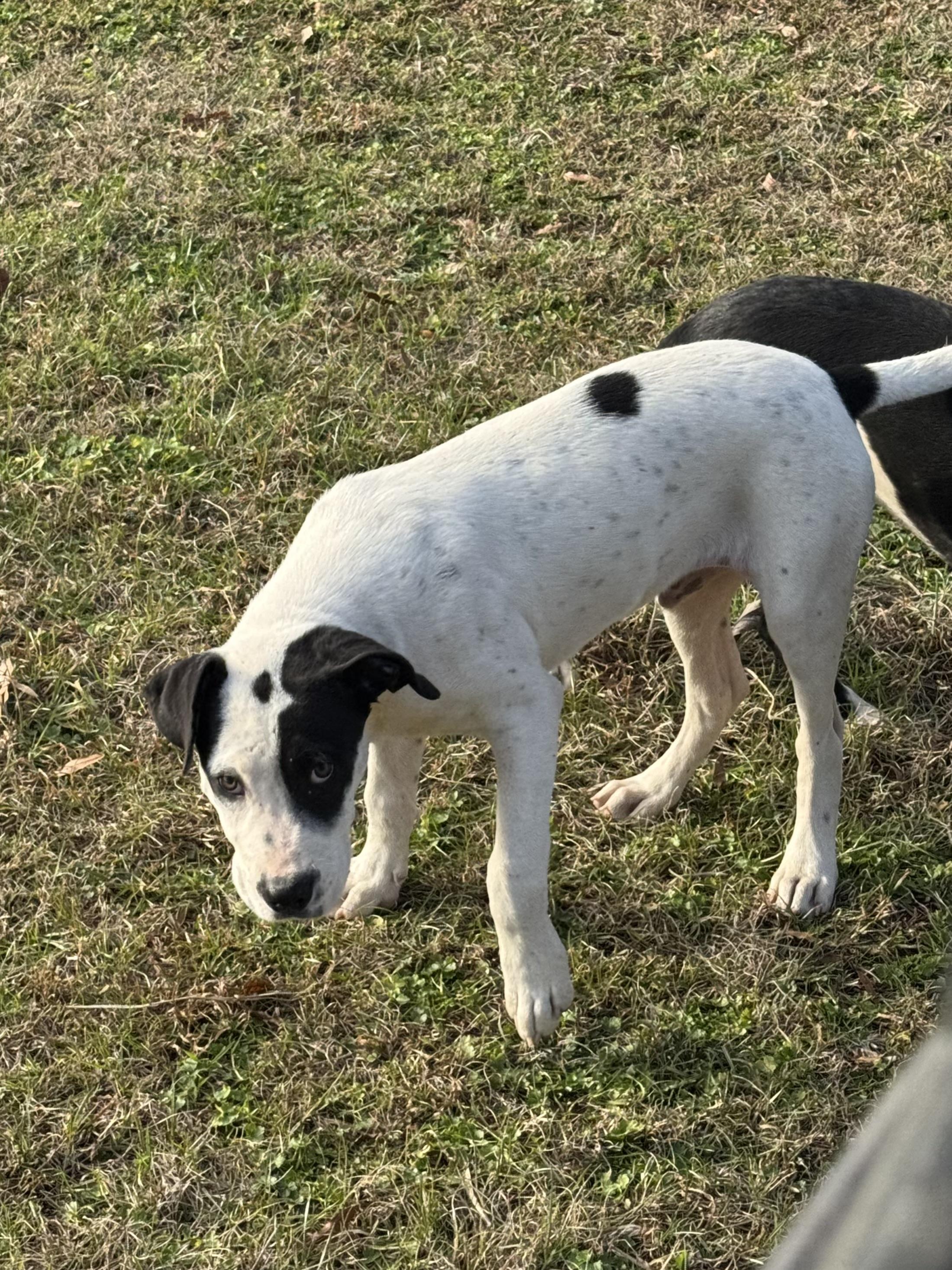 Kipper, a Adoptable mixed breed in Bedminster, NJ image 2/2
