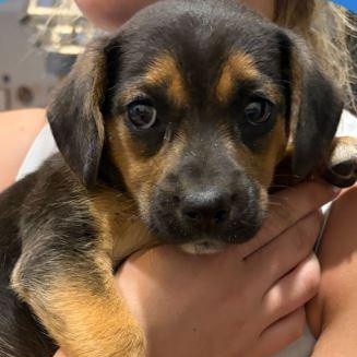 Enlarge Sadie , a ADOPTABLE mixed breed in Waxhaw, NC image 6/6