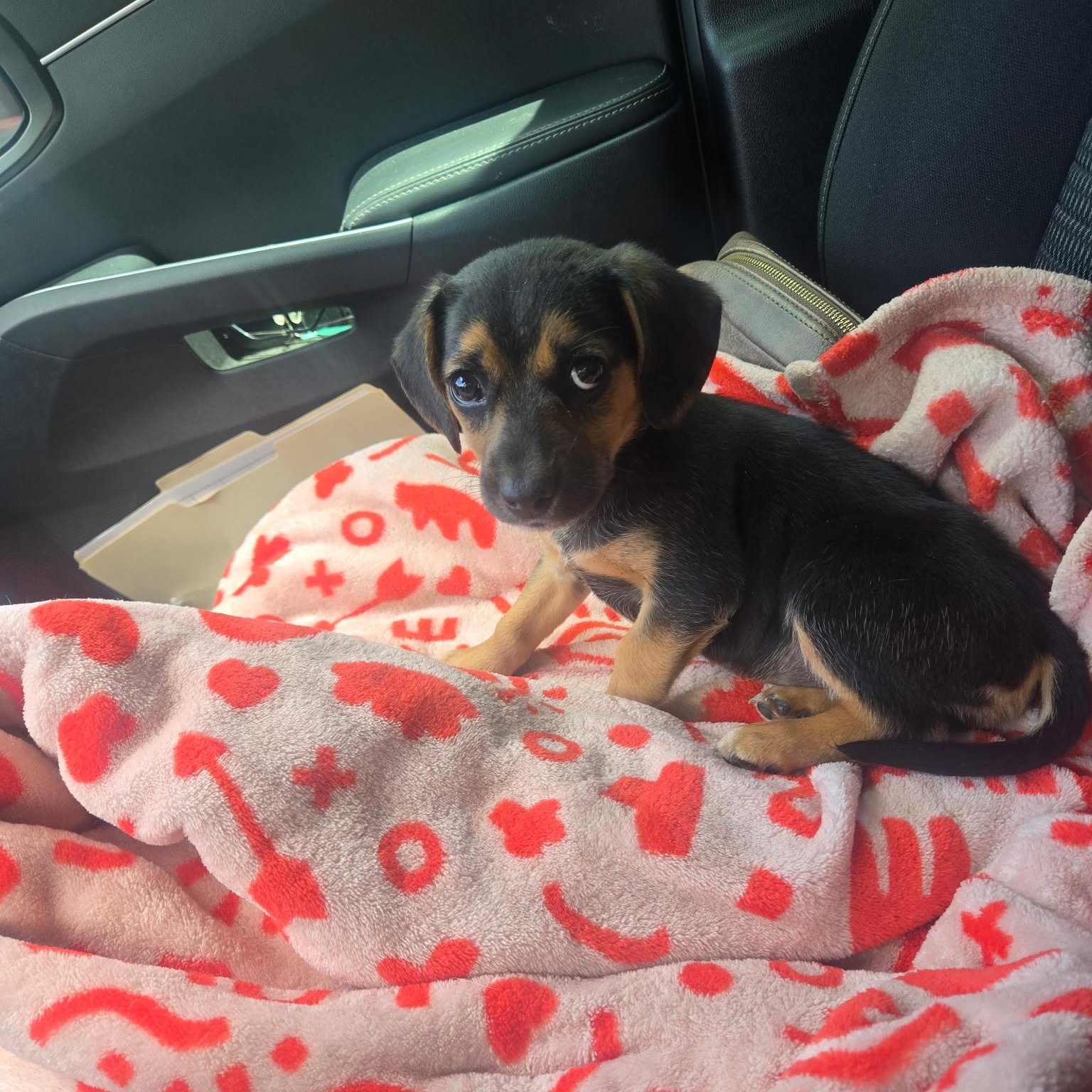 Enlarge Sadie , a ADOPTABLE mixed breed in Waxhaw, NC image 5/6