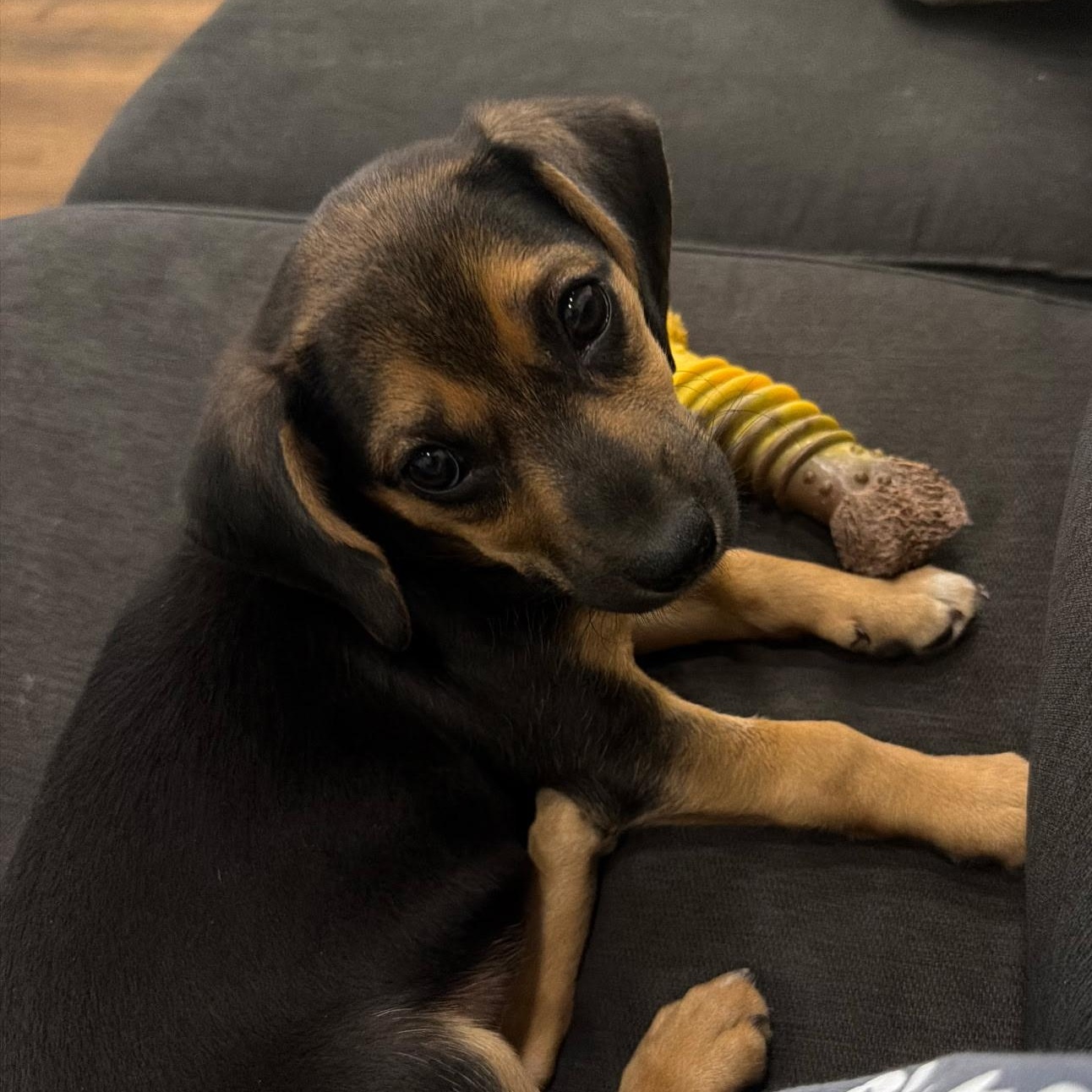 Sadie , ADOPTABLE, Puppy Female Shepherd & Hound.