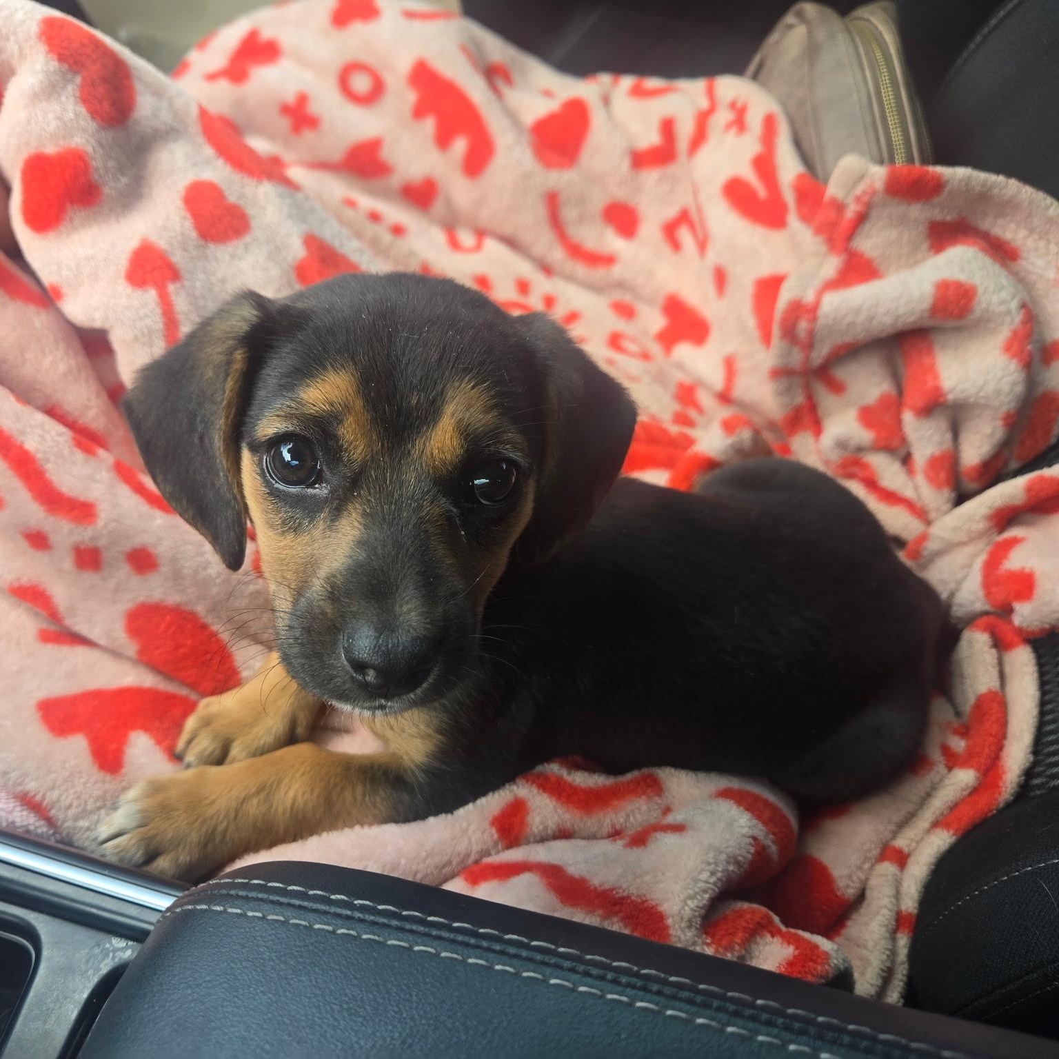 Enlarge Sadie , a ADOPTABLE mixed breed in Waxhaw, NC image 4/6