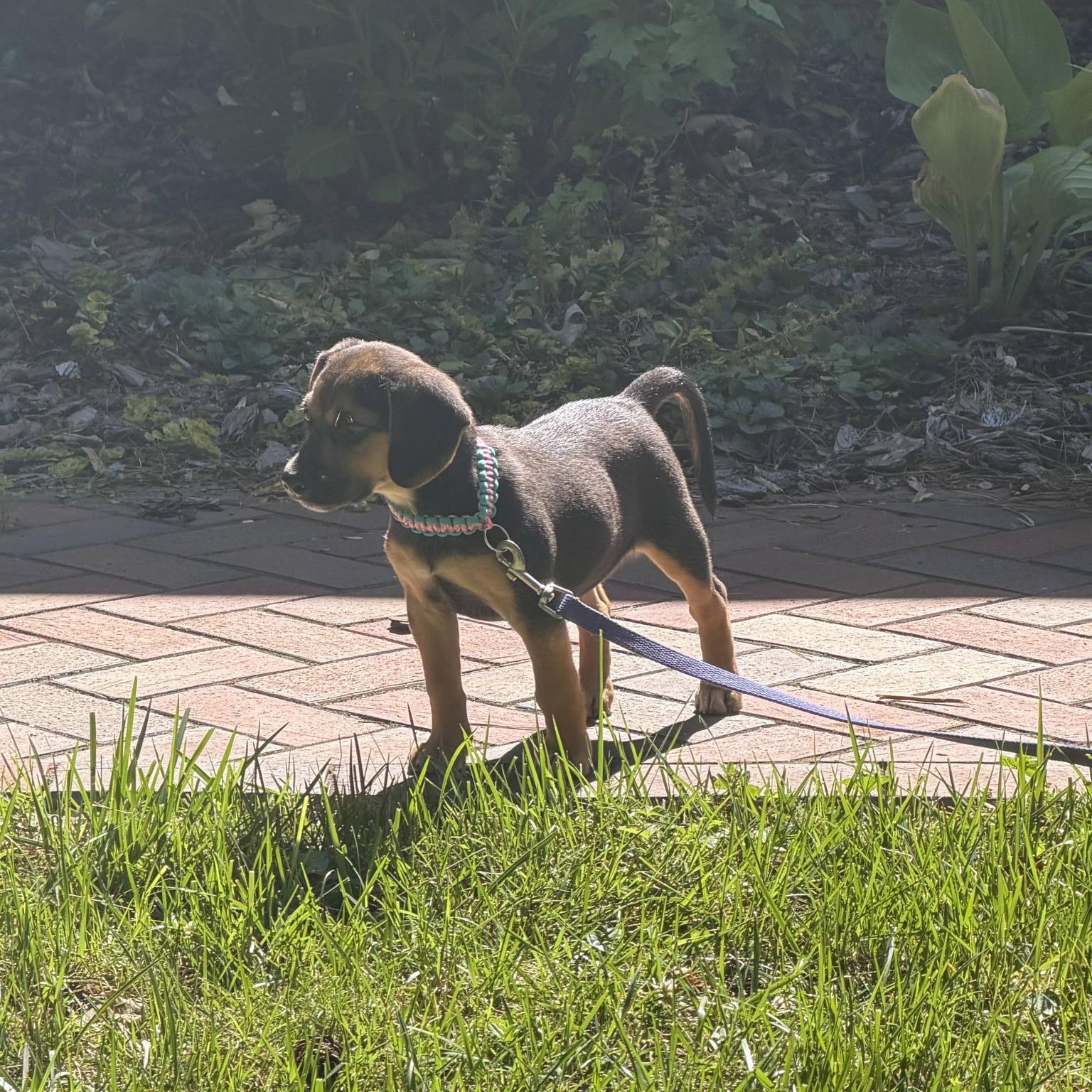 Enlarge Sadie , a ADOPTABLE mixed breed in Waxhaw, NC image 2/6