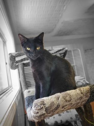 Racker IN FOSTER, Adoptable, Kitten Male Domestic Medium Hair & Domestic Short Hair.