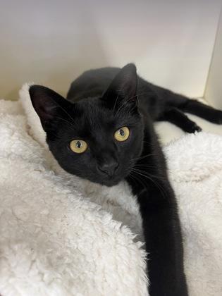 Enlarge Racker IN FOSTER, a Adoptable mixed breed in New Orleans, LA image 1/3