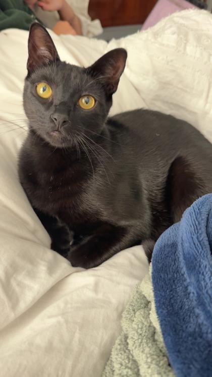 Enlarge Racker IN FOSTER, a Adoptable mixed breed in New Orleans, LA image 2/3