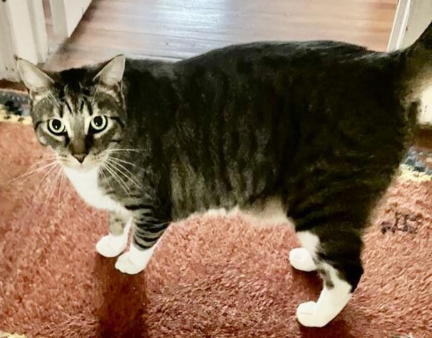 Remy, Adoptable, Adult Male American Shorthair.