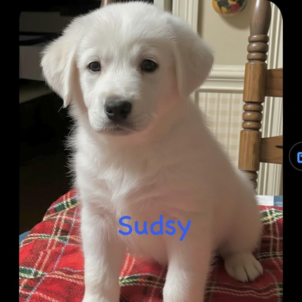 Enlarge S litter sudsy , an adopted mixed breed in South Amboy, NJ image 1/1