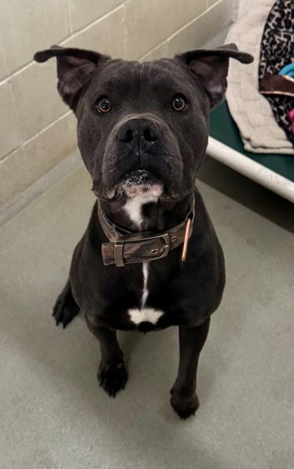 Adrik, Adoptable, Adult Male American Bulldog & Boxer.