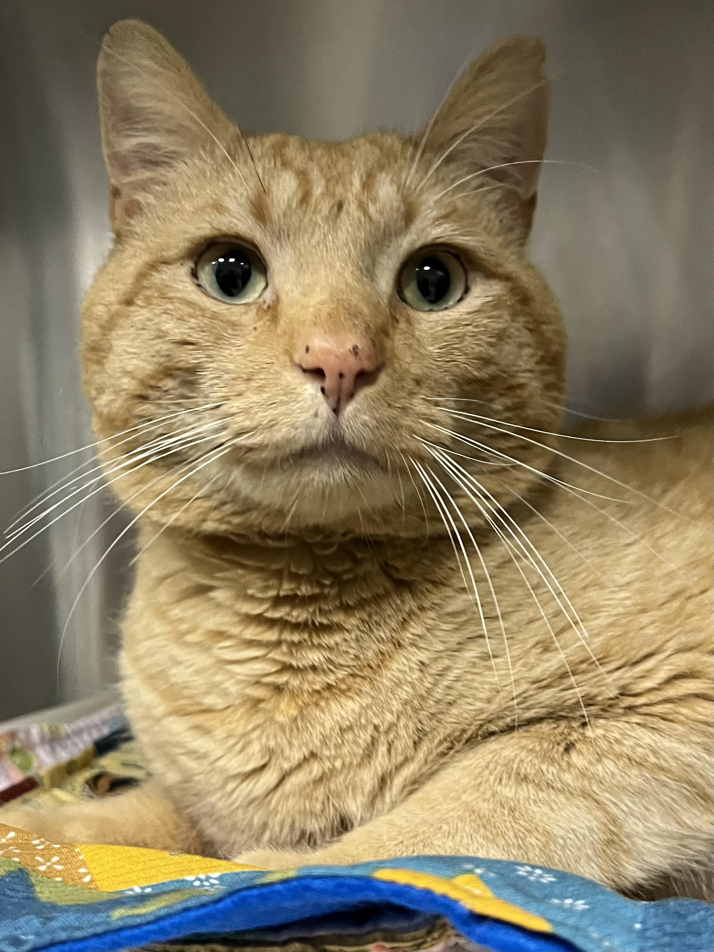 Enlarge Copper, an adopted Domestic Short Hair in Johnston, RI image 6/6