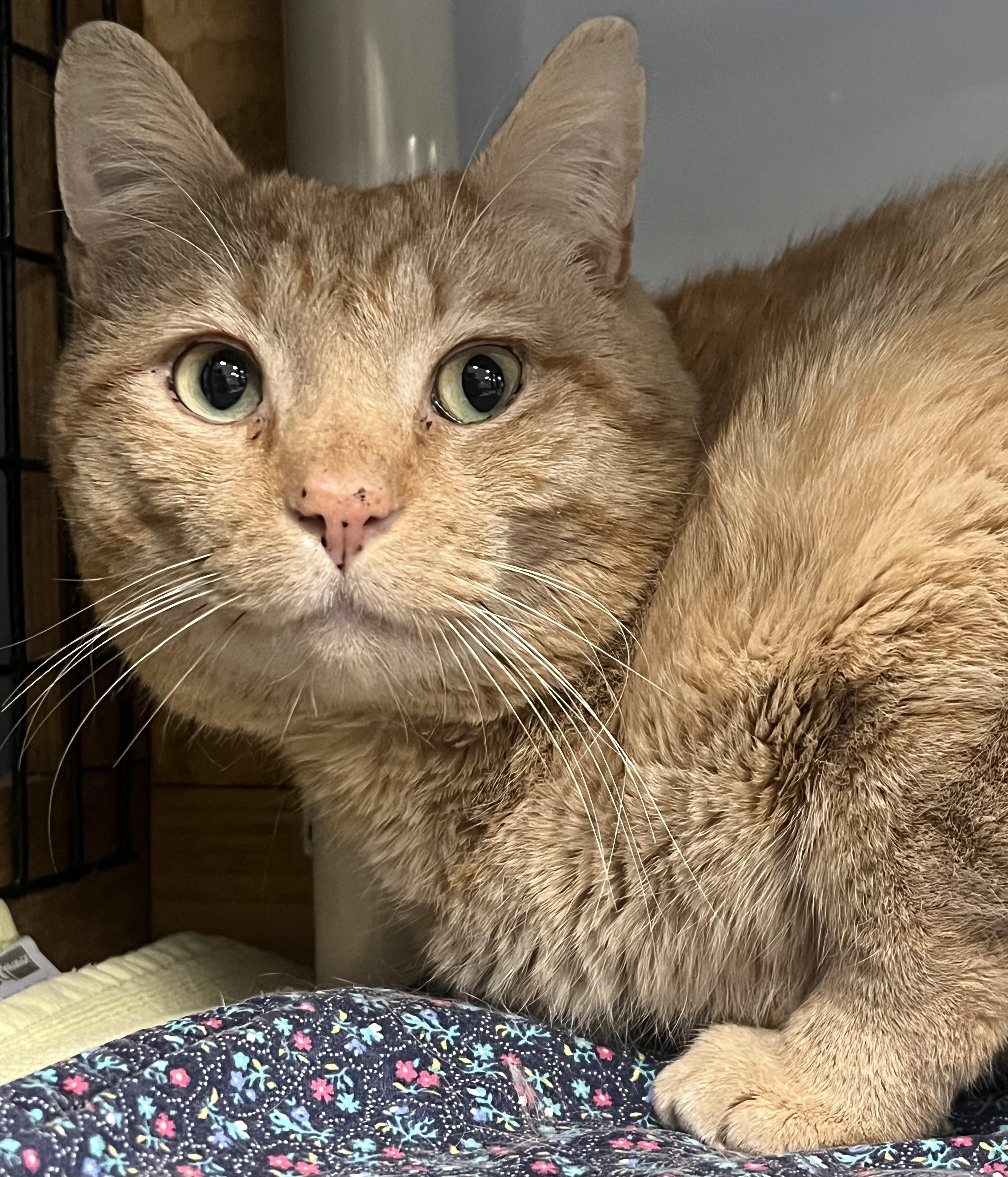 Enlarge Copper, an adopted Domestic Short Hair in Johnston, RI image 4/6