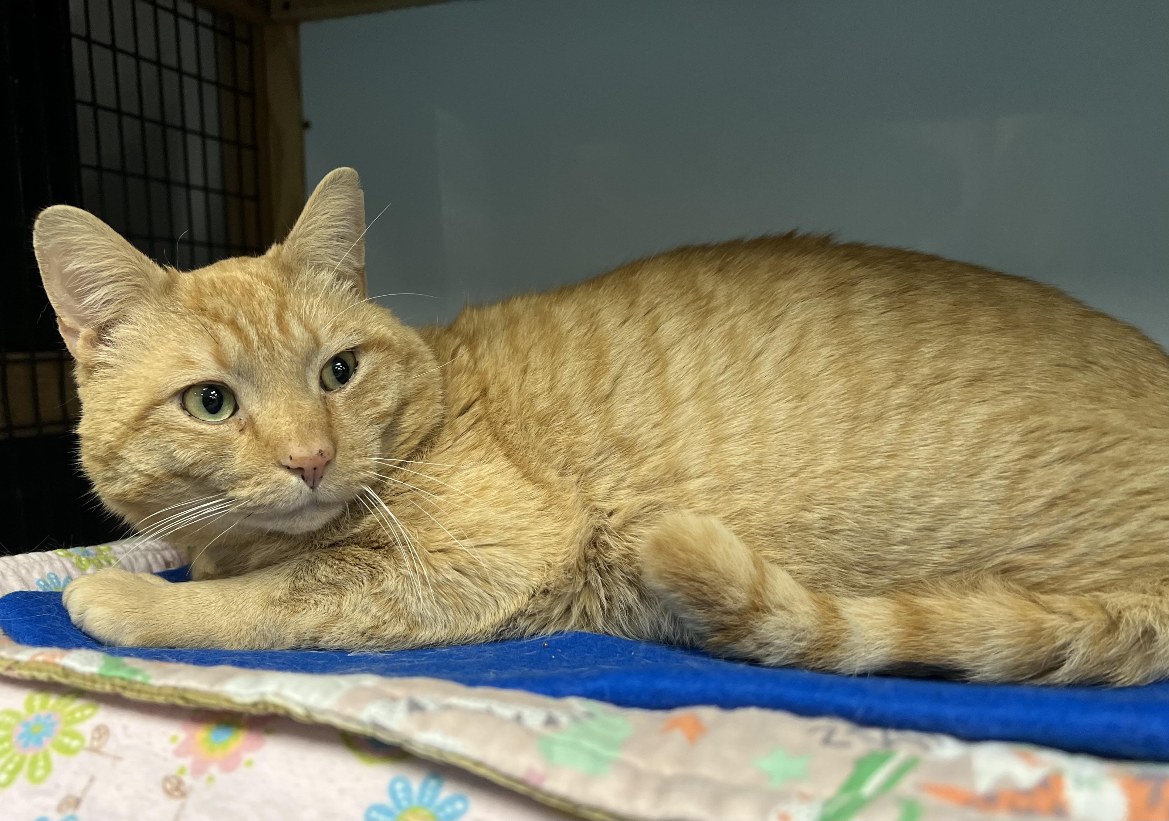 Enlarge Copper, an adopted Domestic Short Hair in Johnston, RI image 3/6