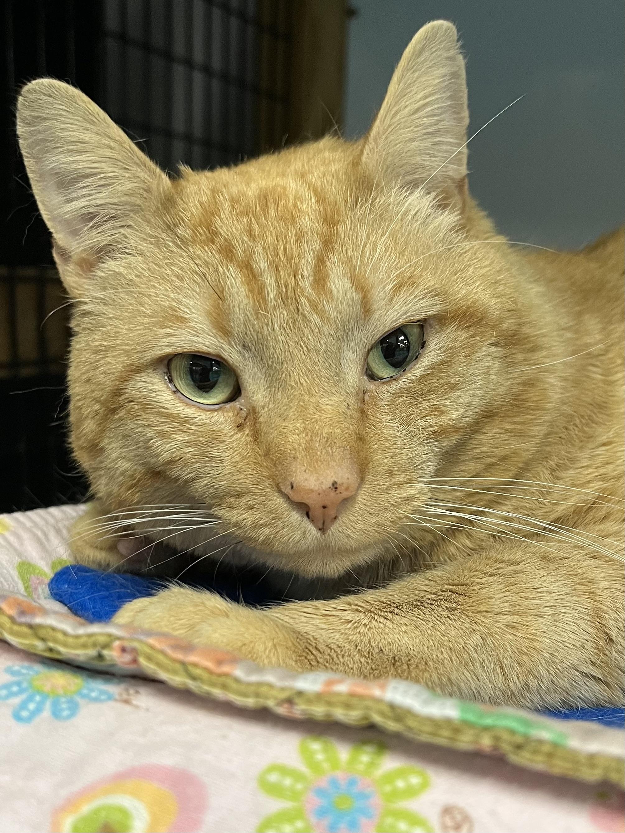 Enlarge Copper, an adopted Domestic Short Hair in Johnston, RI image 5/6