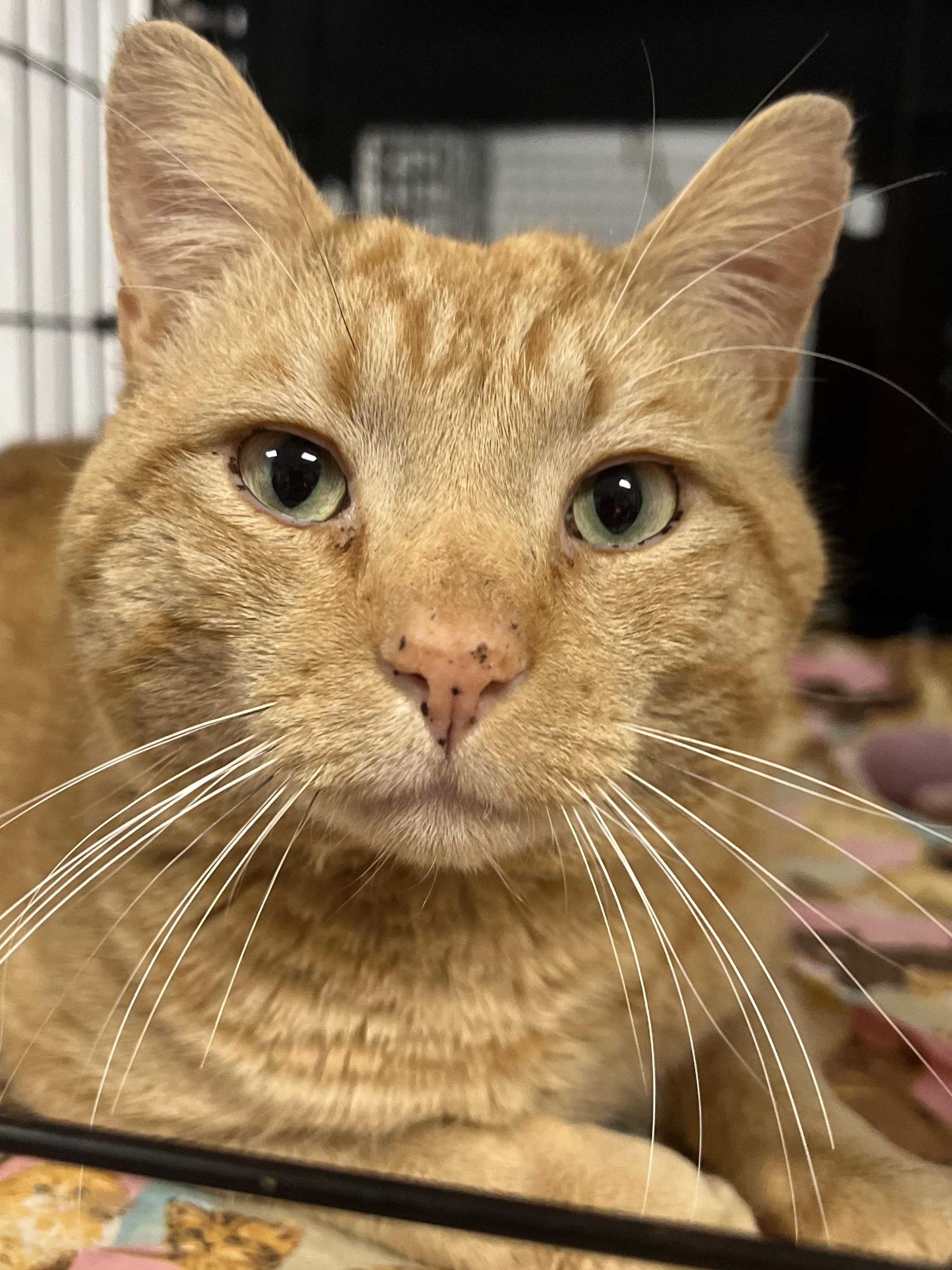 Copper, adopted, Adult Male Domestic Short Hair.