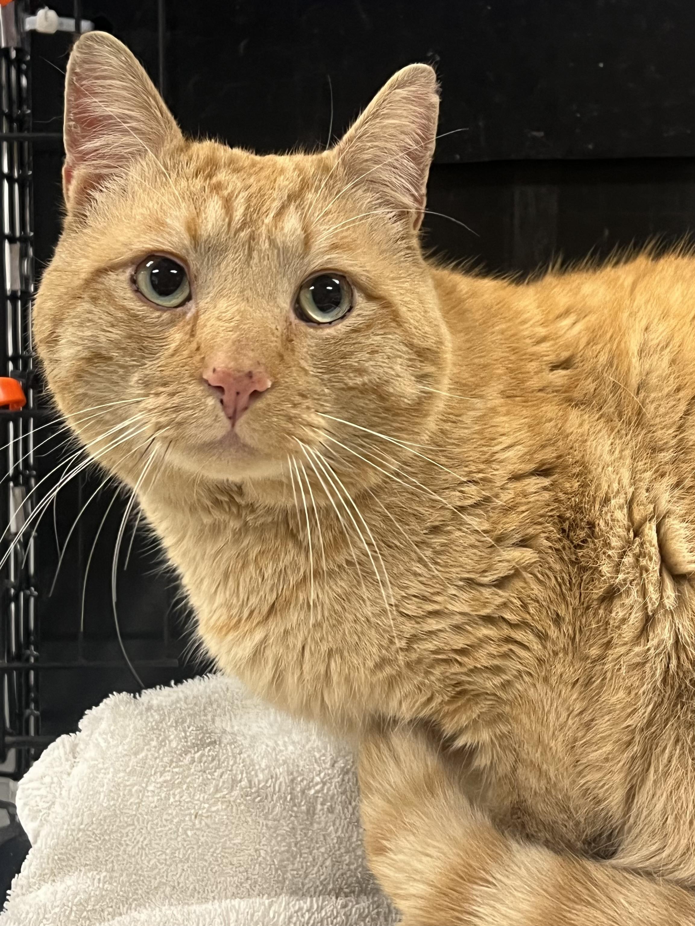 Enlarge Copper, an adopted Domestic Short Hair in Johnston, RI image 2/6