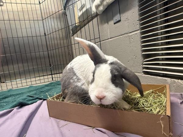 Boreo, Adoptable, Adult Male Lop Eared.
