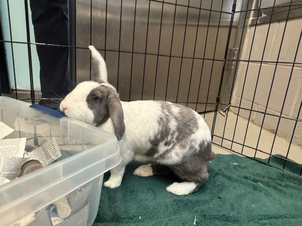 Enlarge Boreo, a Adoptable mixed breed in Staten Island, NY image 2/6