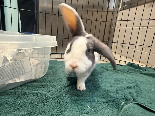 Enlarge Boreo, a Adoptable mixed breed in Staten Island, NY image 3/6