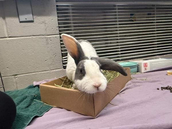 Enlarge Boreo, a Adoptable mixed breed in Staten Island, NY image 4/6