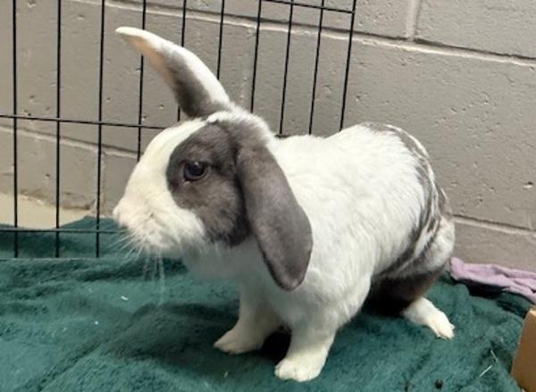 Enlarge Boreo, a Adoptable mixed breed in Staten Island, NY image 5/6