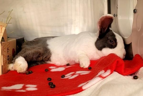 Enlarge Boreo, a Adoptable mixed breed in Staten Island, NY image 6/6