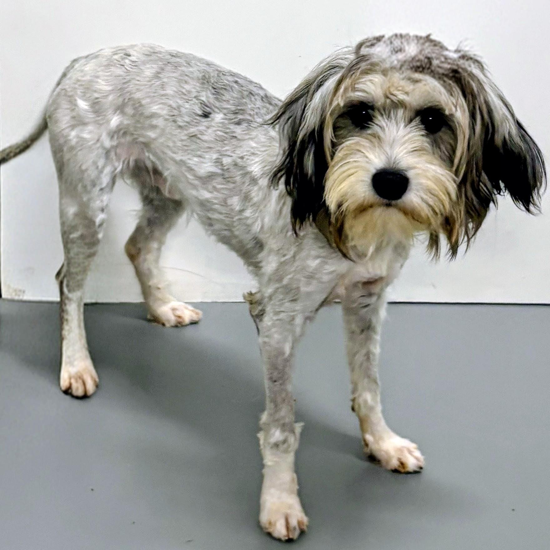 Enlarge Zeke, an adopted Chinese Crested Dog in Aurora, NE image 2/3