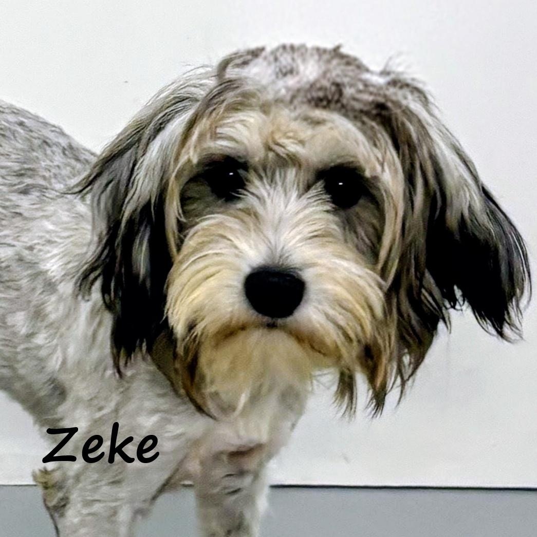 Zeke, adopted, Young Male Chinese Crested Dog.