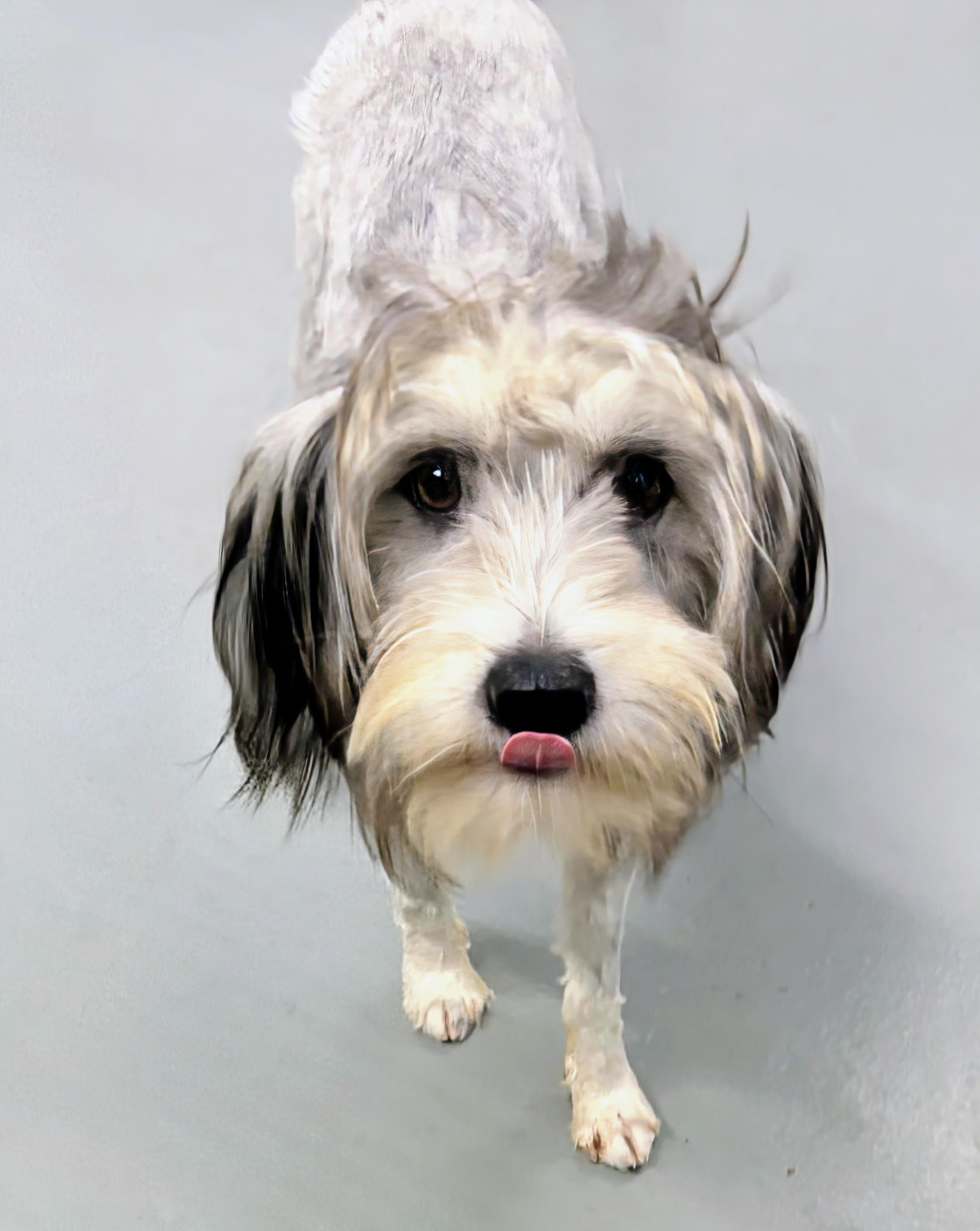 Enlarge Zeke, an adopted Chinese Crested Dog in Aurora, NE image 3/3