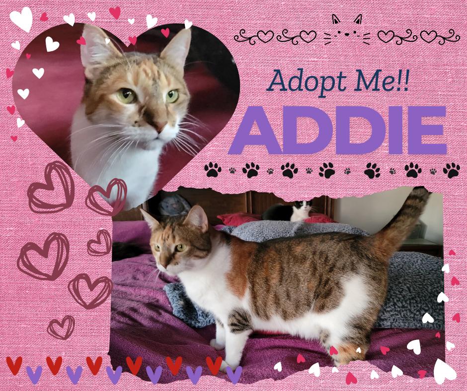 Addie, Adoptable, Adult Female American Shorthair.