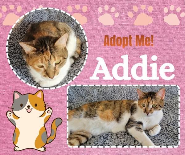 Addie, Adoptable, Adult Female American Shorthair.