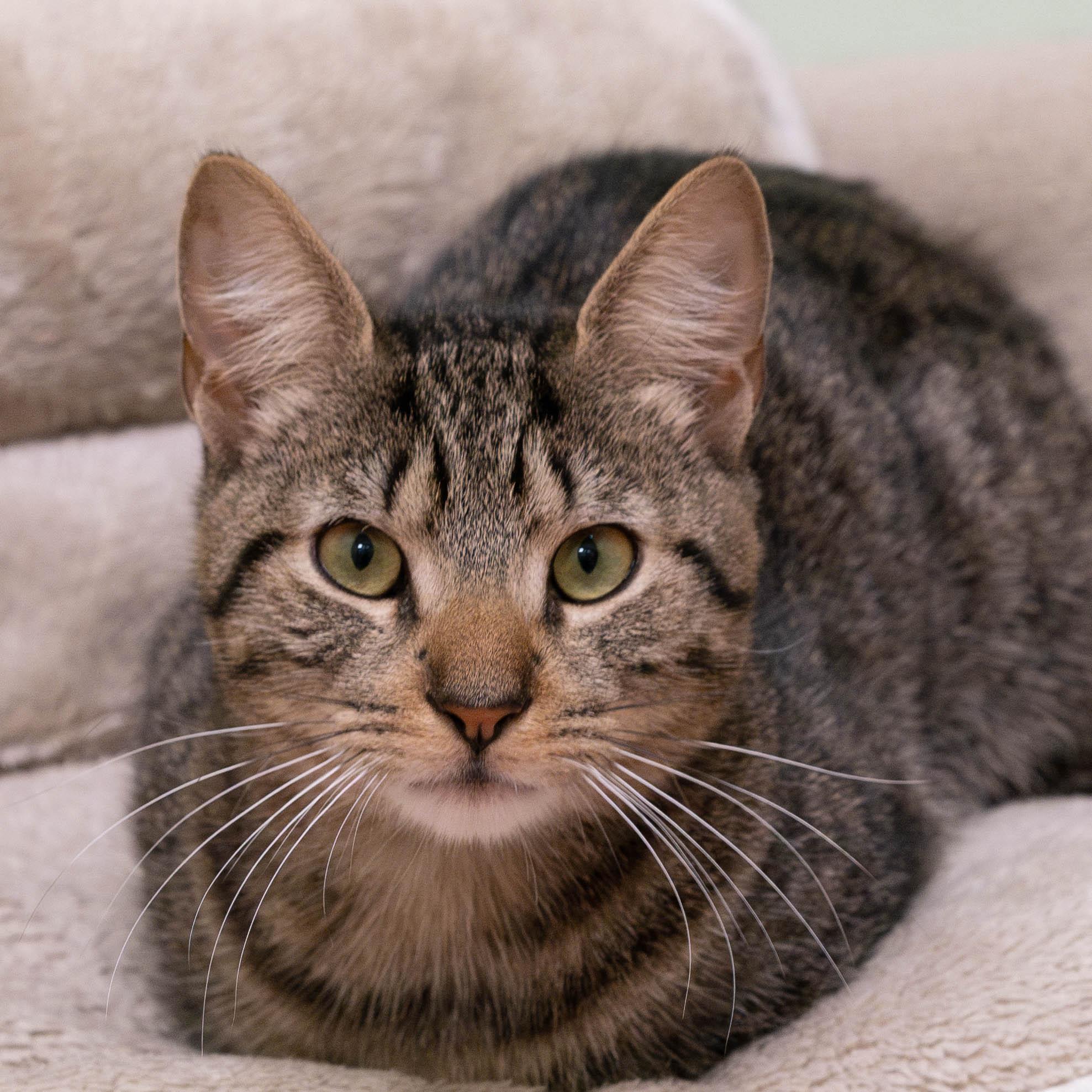 Enlarge Comet, a Adoptable mixed breed in Briarcliff Manor, NY image 5/6