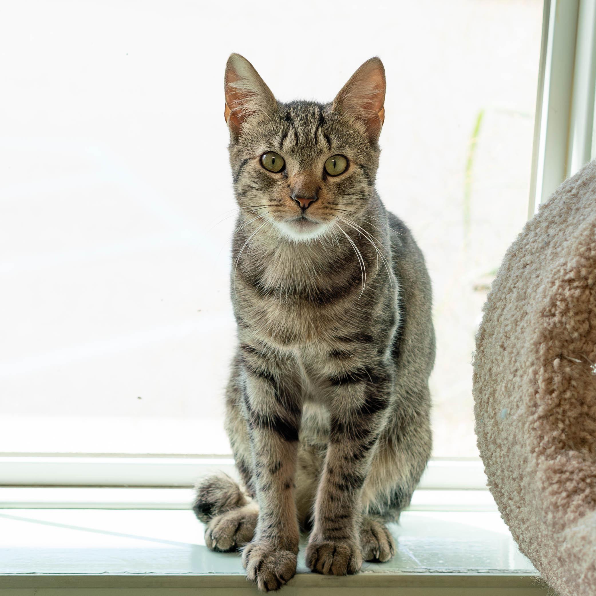 Enlarge Comet, a Adoptable mixed breed in Briarcliff Manor, NY image 6/6