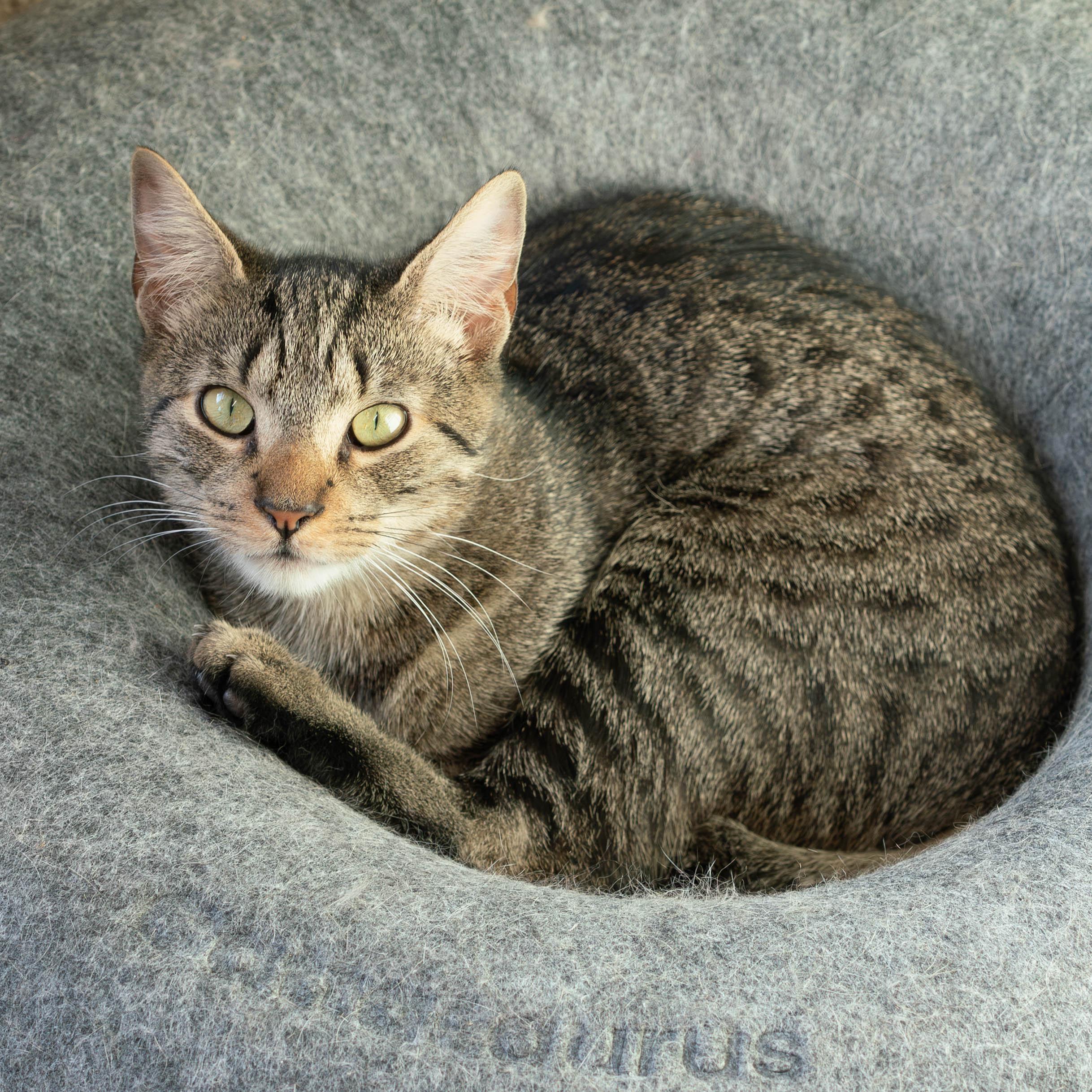 Enlarge Comet, a Adoptable mixed breed in Briarcliff Manor, NY image 1/6