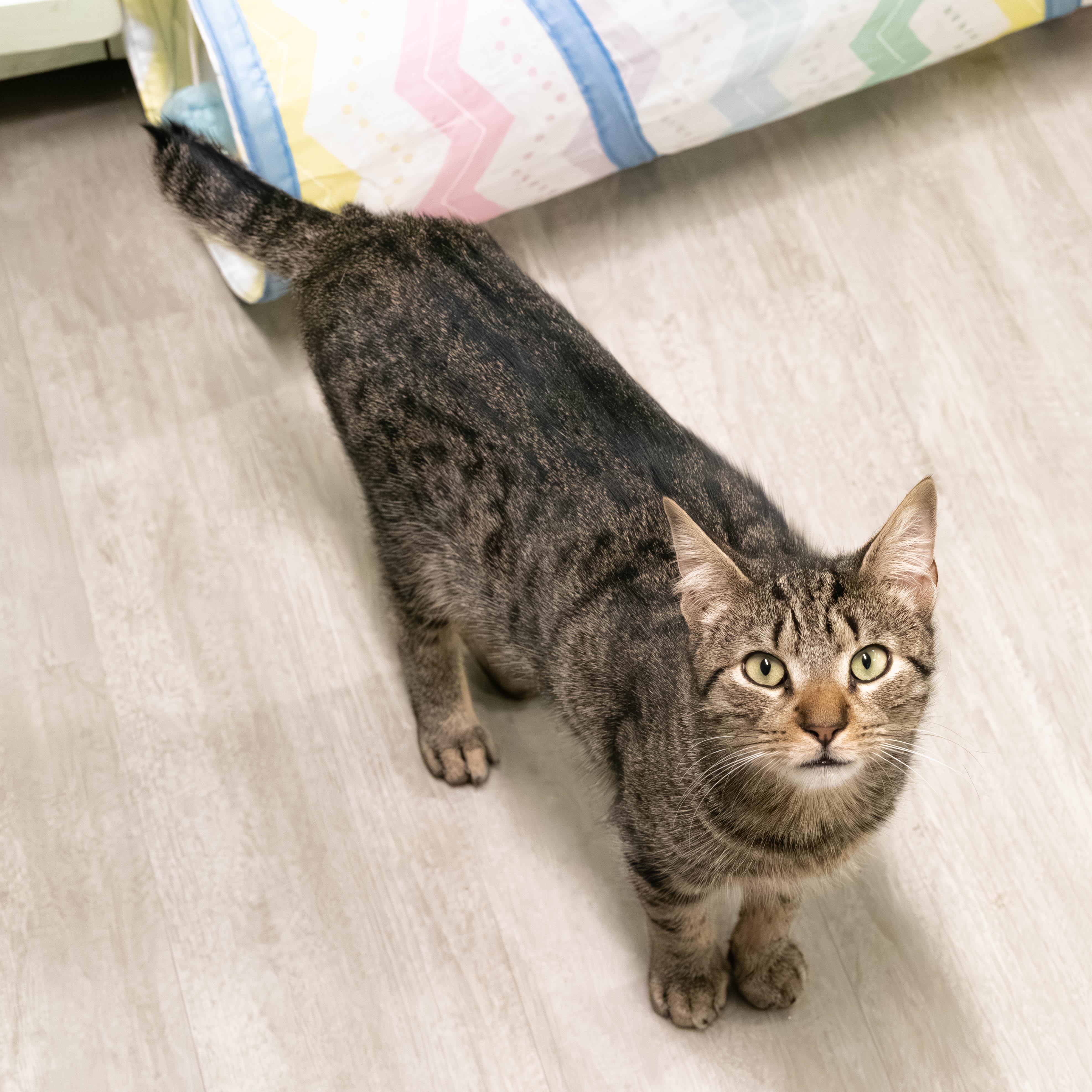 Enlarge Comet, a Adoptable mixed breed in Briarcliff Manor, NY image 2/6