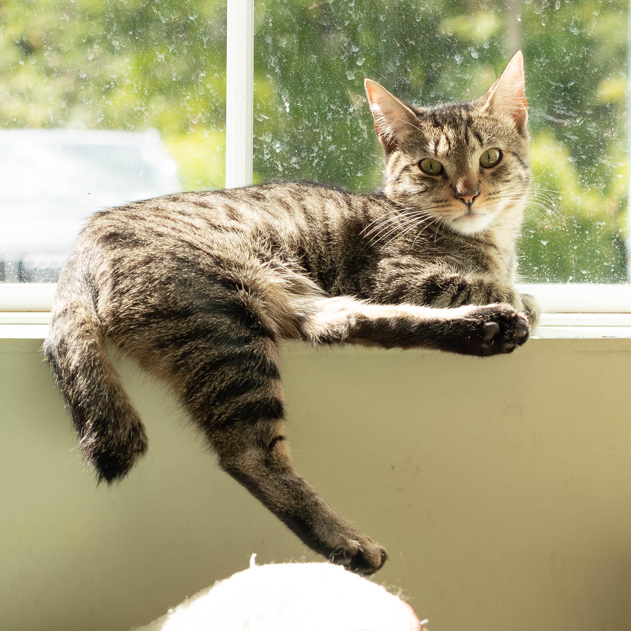 Comet, Adoptable, Young Male Tabby & Domestic Short Hair.