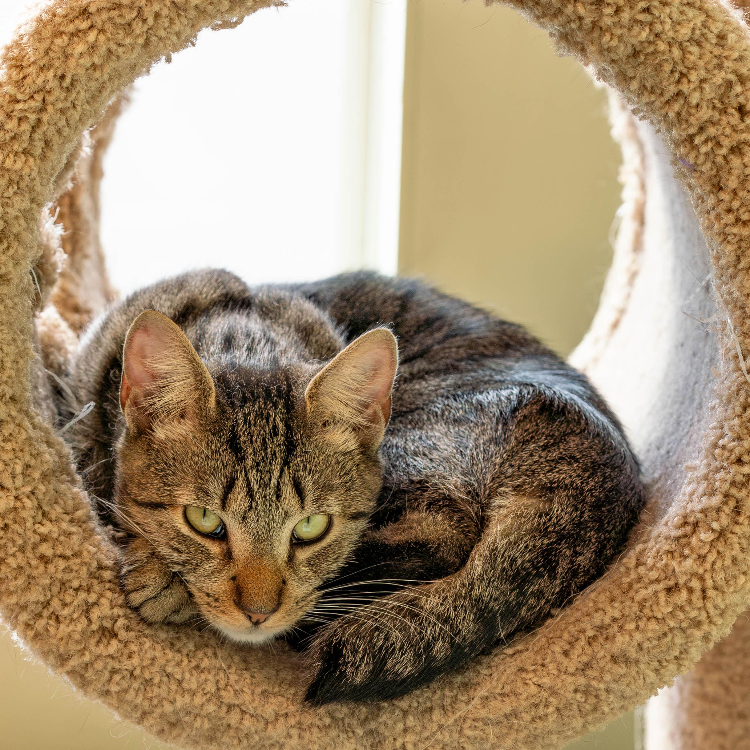 Enlarge Comet, a Adoptable mixed breed in Briarcliff Manor, NY image 3/6