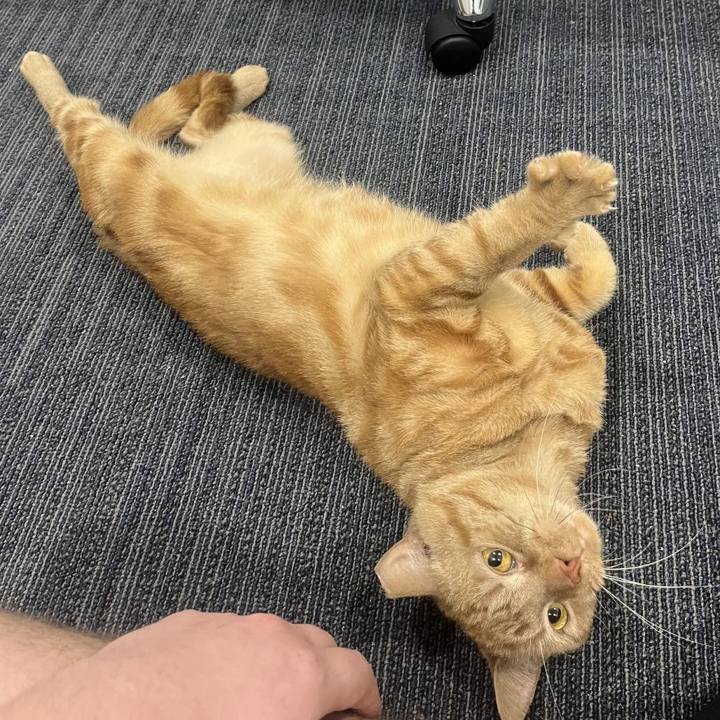 Enlarge Shiloh, a Adoptable Domestic Short Hair in York, PA image 1/5