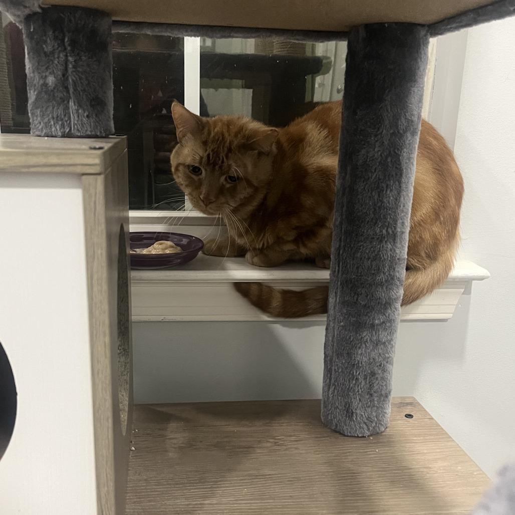 Enlarge Shiloh, a Adoptable Domestic Short Hair in York, PA image 2/5