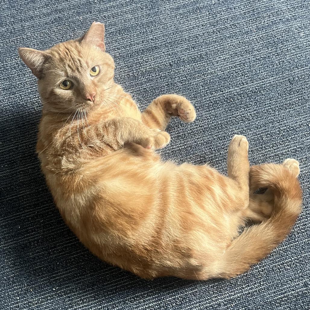 Enlarge Shiloh, a Adoptable Domestic Short Hair in York, PA image 3/5