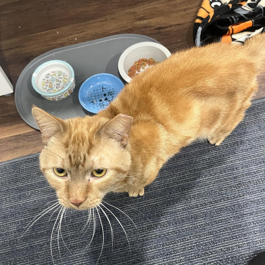 Enlarge Shiloh, a Adoptable Domestic Short Hair in York, PA image 4/5