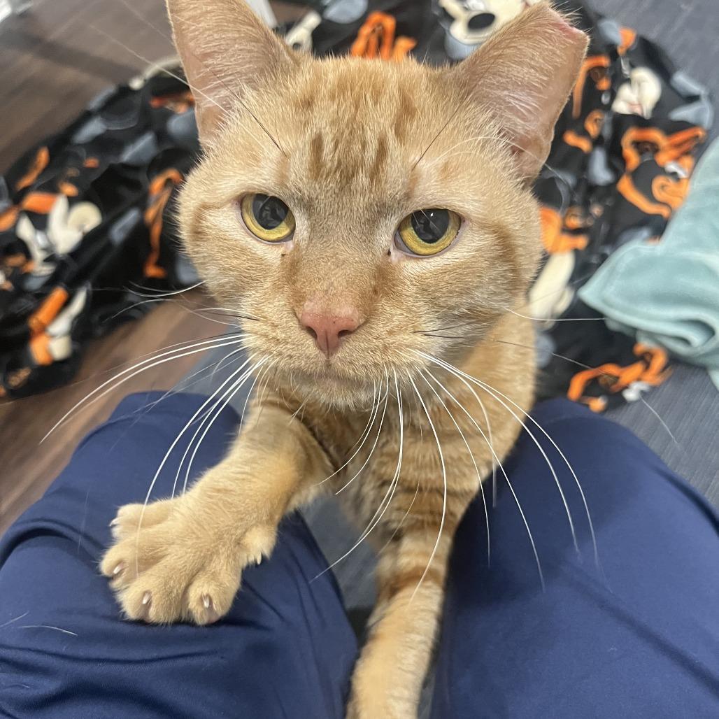 Enlarge Shiloh, a Adoptable Domestic Short Hair in York, PA image 5/5