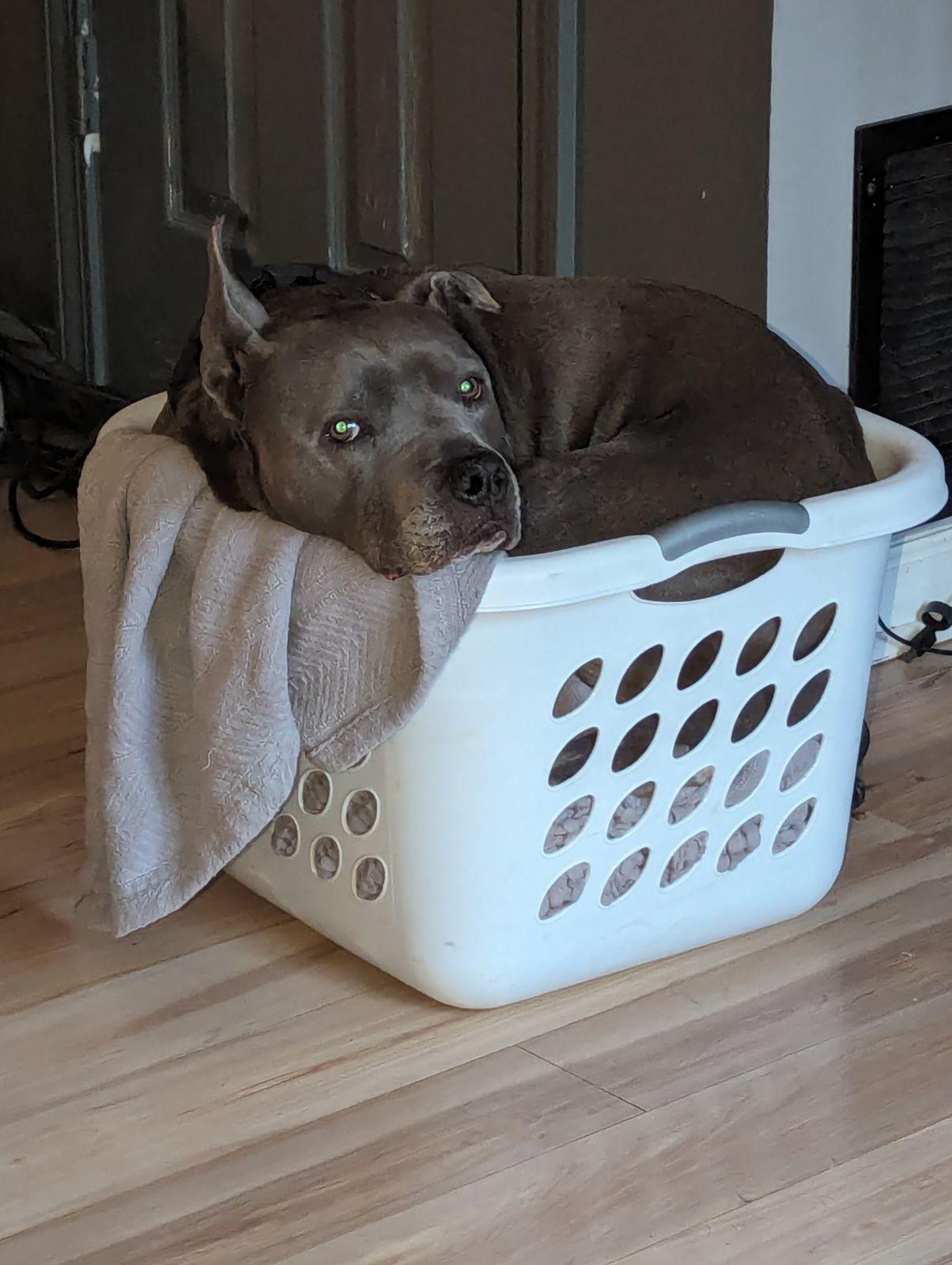 Enlarge Astro, a Adopted Terrier in Ball Ground, GA image 3/3
