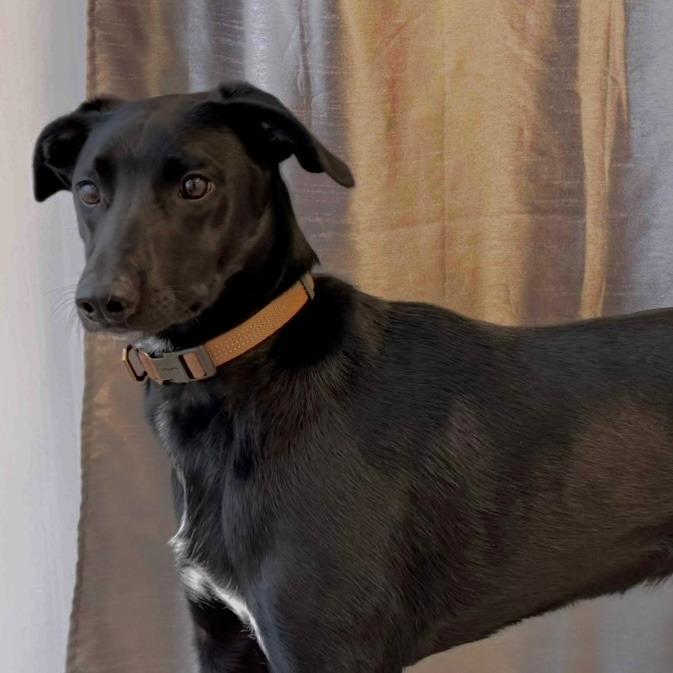 Enlarge Shaw, a Adoptable mixed breed in Green Bay, WI image 1/5